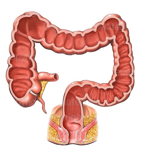 colon Rectum Anatomy Image2 (Dr. Rasoul Azizi , MD) Colorectal Surgery